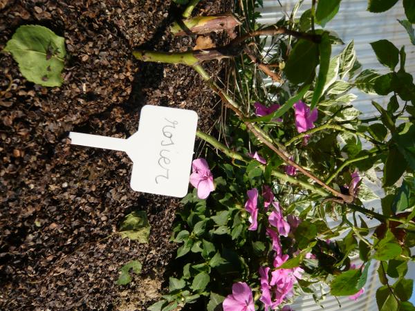 Accessoires pour semer - Étiquette Marquage à Planter (x12) - MEDIA_EN_SITUATION_1